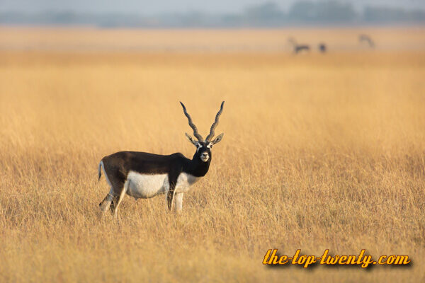 Blackbuck